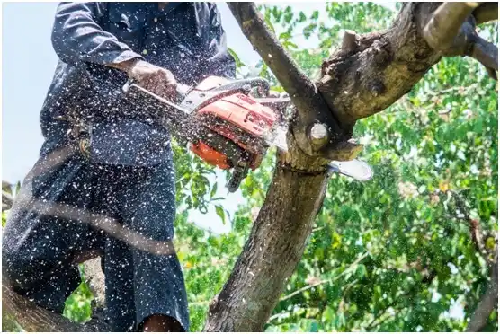 tree services King George